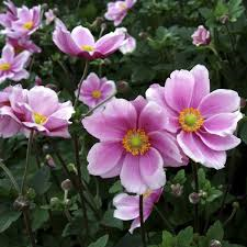 Anemone-type